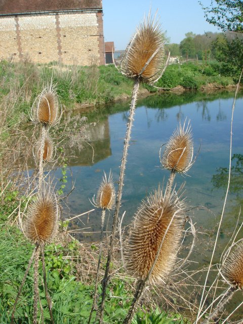Dipsacus fullonum